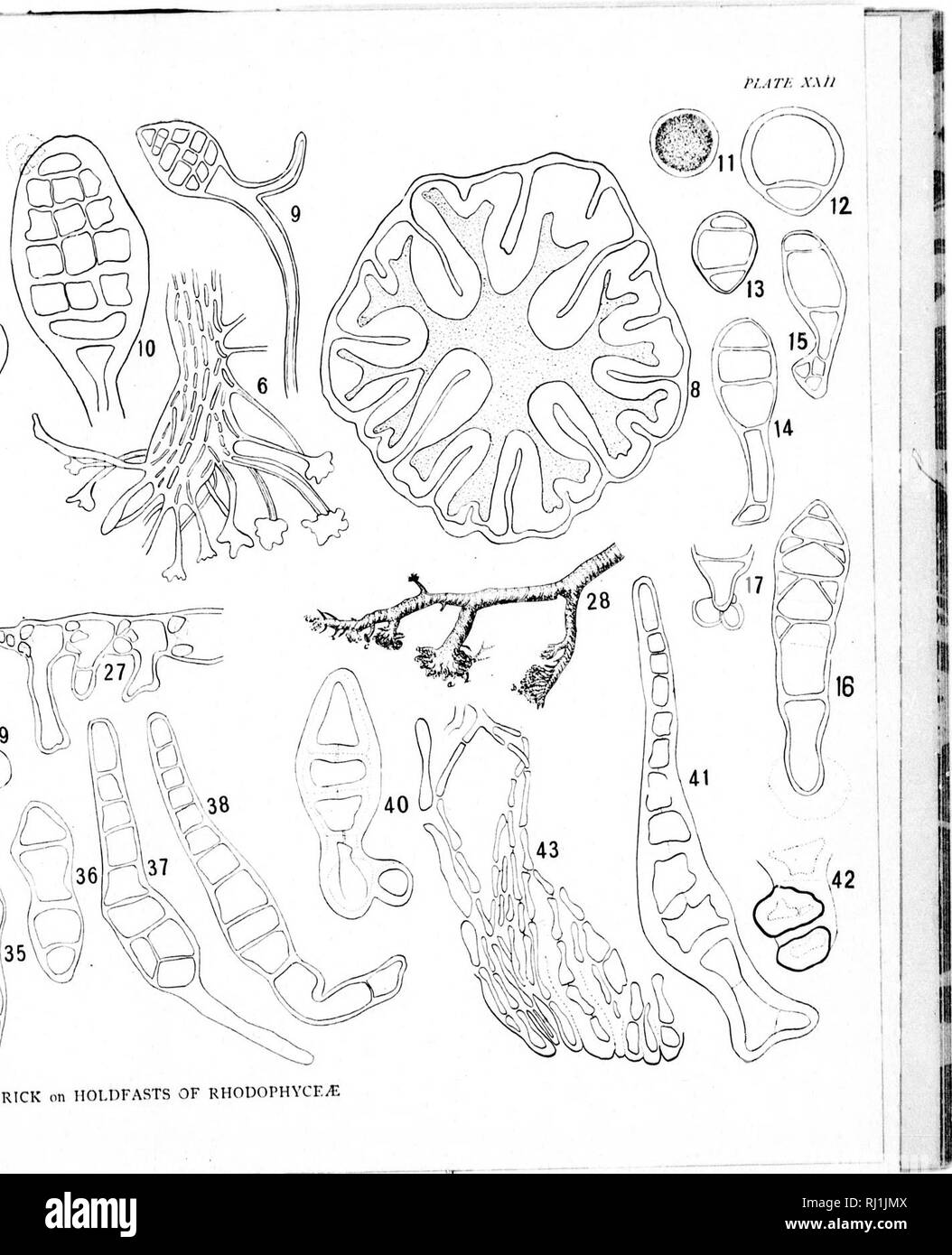 . Notes on the development of the holdfasts of certain Florideae [microform]. Red algae; Algae; Rhodophytes; Algues. RICK on HOLDFASTS OF RHODOPHYCEyE. Please note that these images are extracted from scanned page images that may have been digitally enhanced for readability - coloration and appearance of these illustrations may not perfectly resemble the original work.. Derick, Carrie M. (Carrie Matilda), b. 1862. Montreal : [s. n. ] Stock Photo