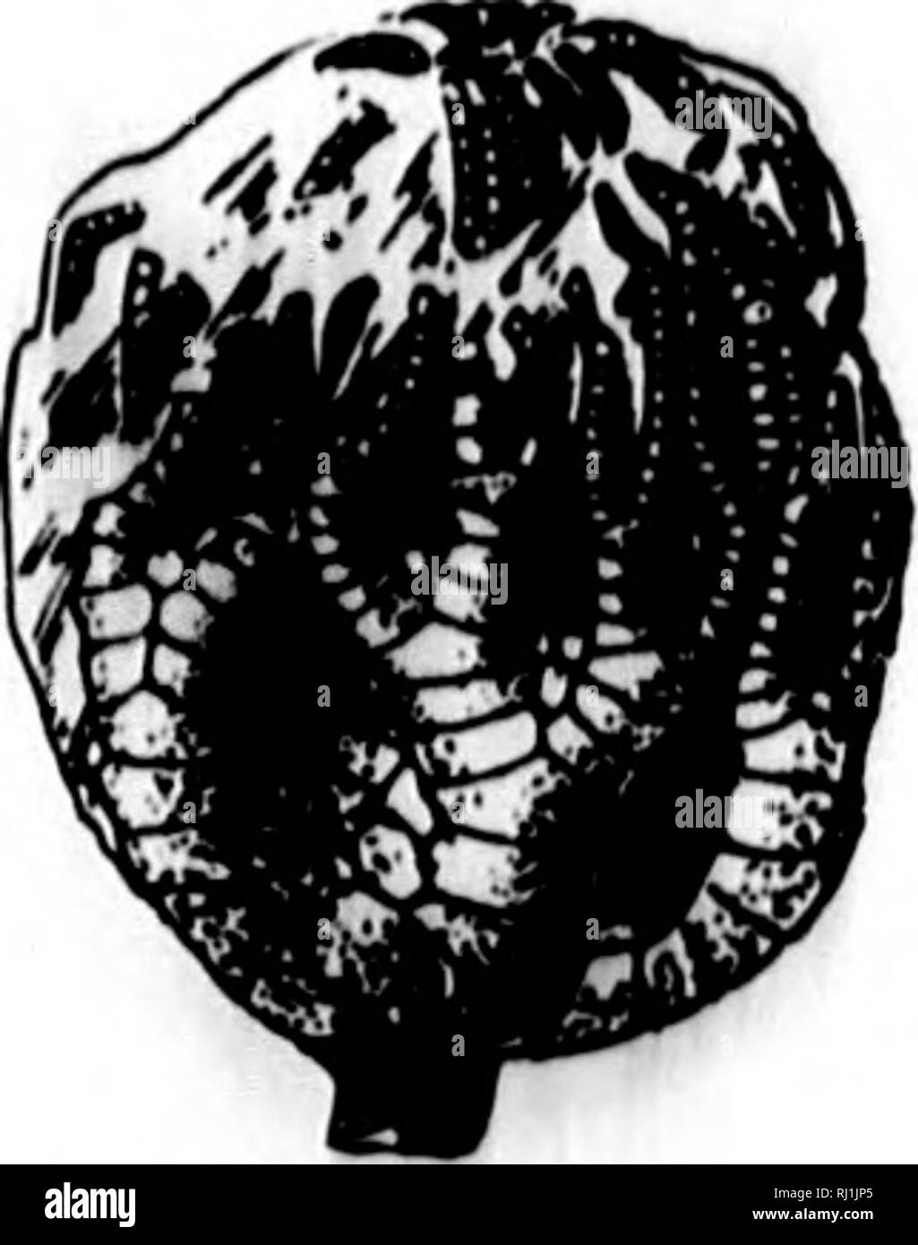 . North American geology and palaeontology for the use of amateurs ...