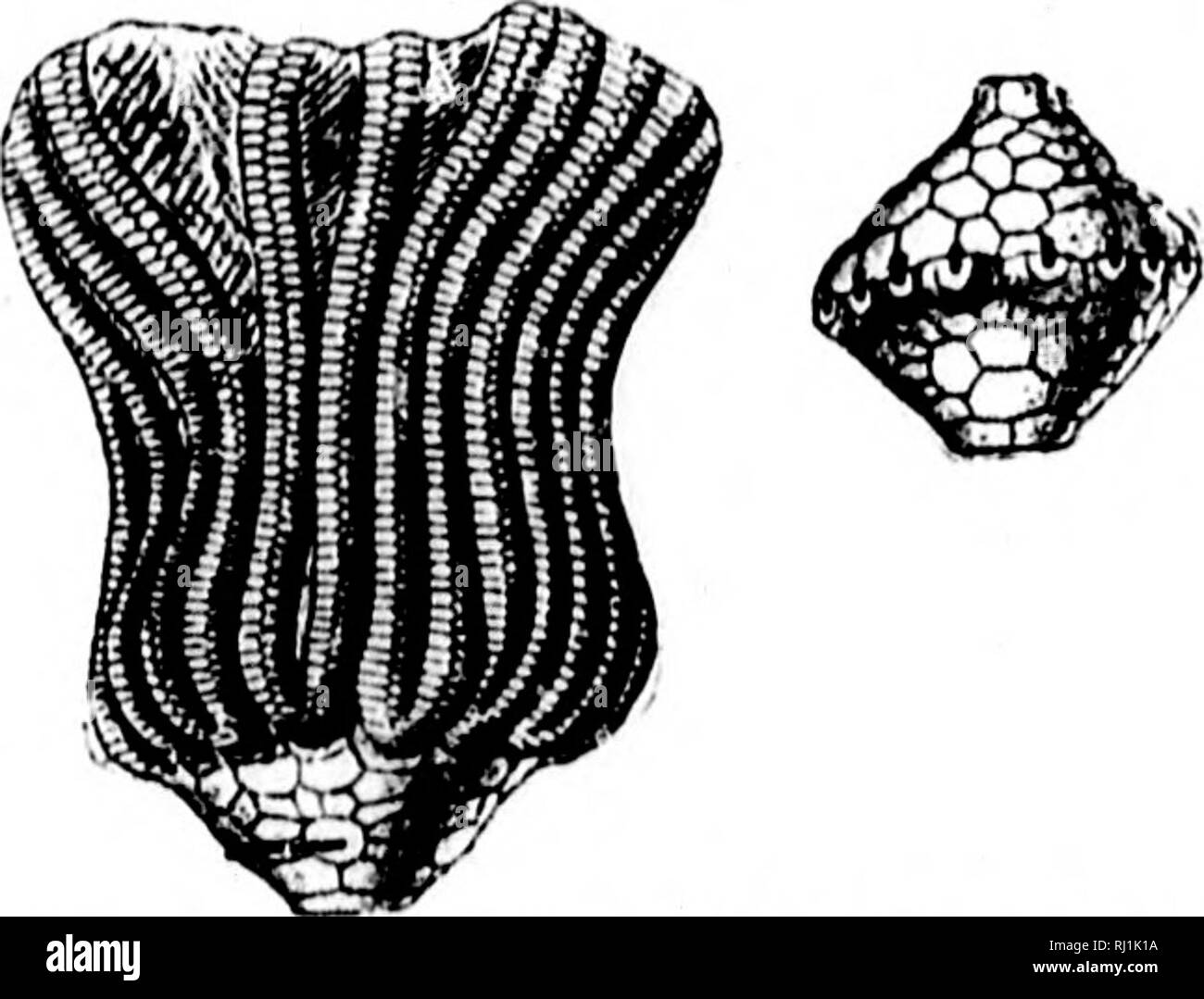 . North American geology and palaeontology for the use of amateurs ...