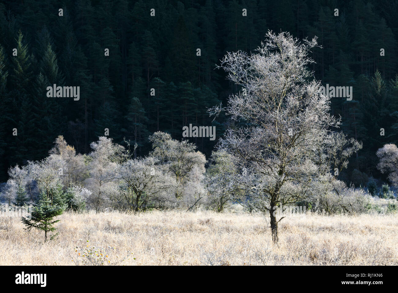 Glen Goil captured on a frosty morning. Stock Photo