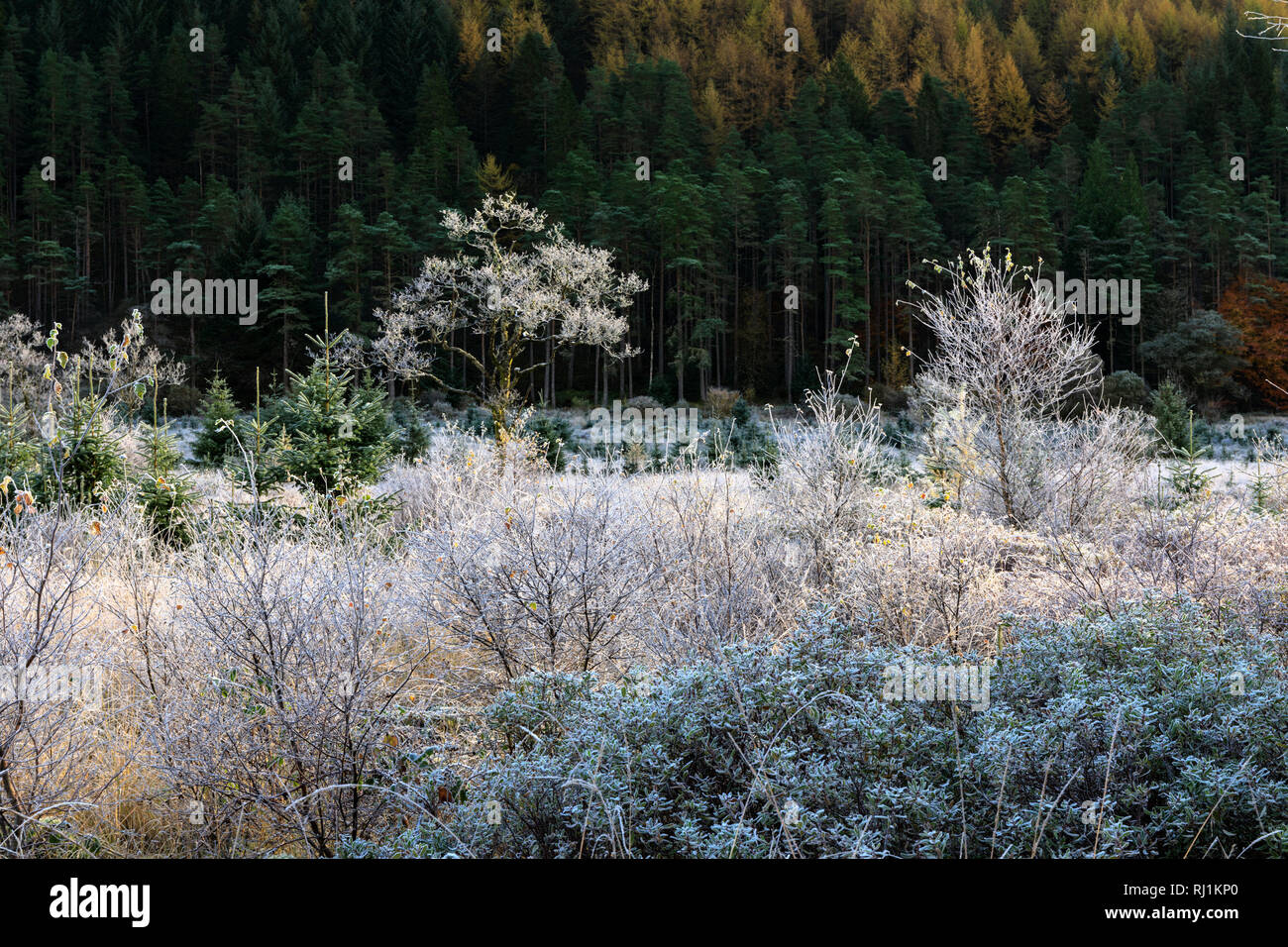 Glen Goil captured on a frosty morning. Stock Photo