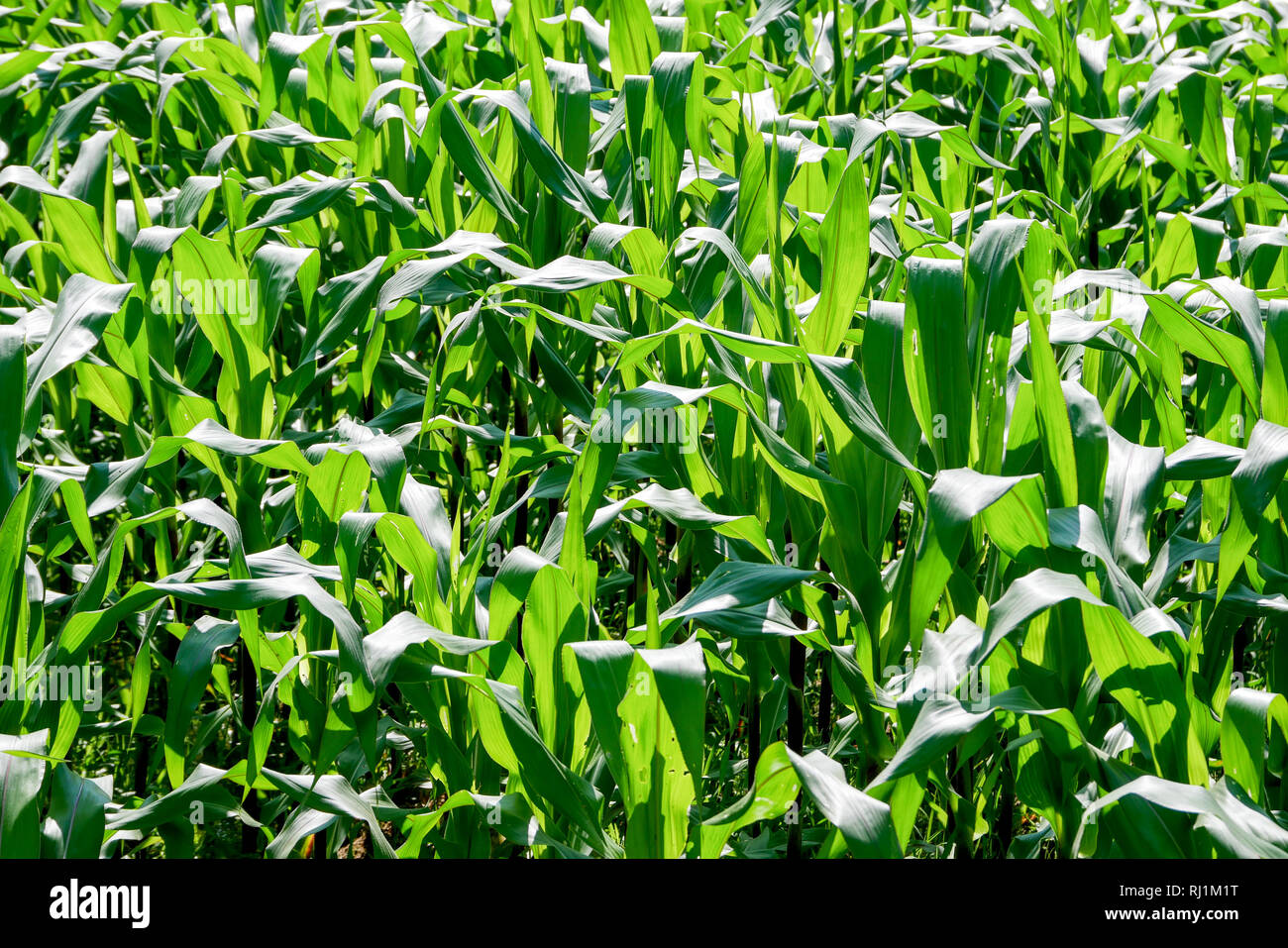 green field of corn growing up in farm Stock Photo Alamy