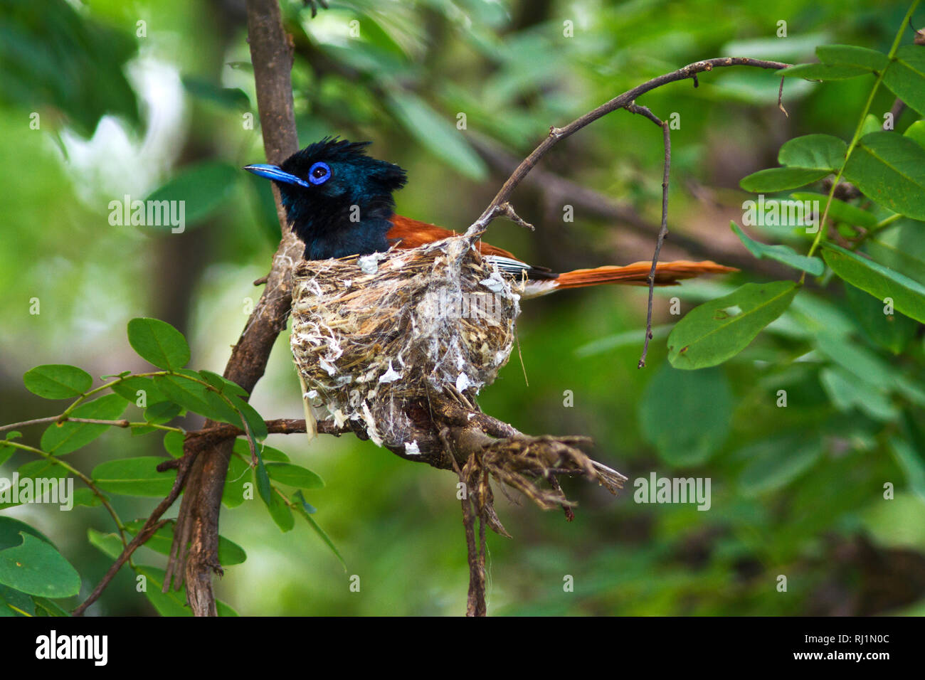 A paradise Flycatcher sits on  it's delicate nest that is made from intiricately woven from fibres and spider web shaped into a neat cup Stock Photo