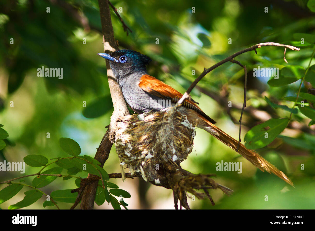 Cup shaped nest hi-res stock photography and images - Alamy