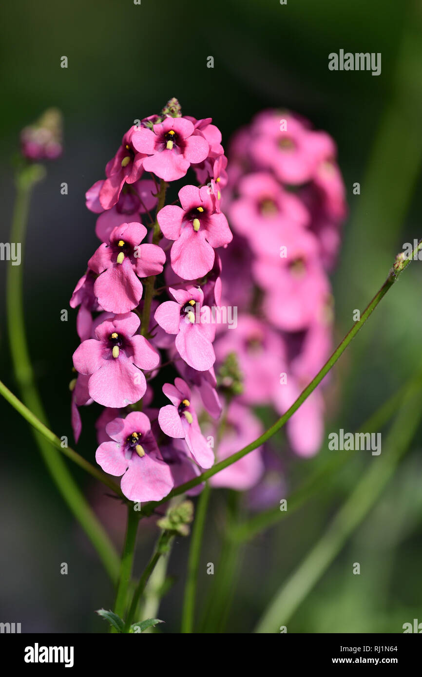 Close up diascia personata flowers in bloom Stock Photo