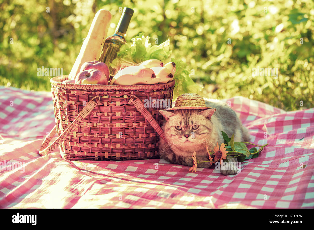 The cat is sitting on a blanket near a picnic basket in the summer
