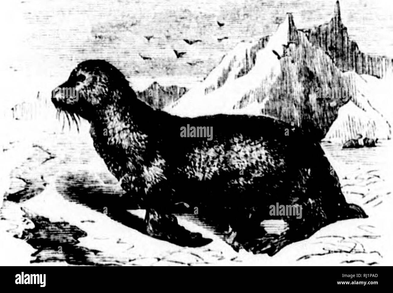 . The polar world [microform] : a popular description of man and nature in the Arctic and Antarctic regions of the globe . Arctic races; Zoology; Races arctiques; Zoologie. t! :J1(5 THE rOLAK ^VOULD. iiuiiiy other iv^pccts the xiinvieldy animal is of considorable use to the Aleiit. Its hide servea to cover his baidar; with the eutniils he iiiakcs his water-tiglit kanileika, a wide, loiio- sliii't which he puts on over his dress to protect himself a M i ti ^11. TMK hKA i;i.Ai;, I i - ,. ft. Please note that these images are extracted from scanned page images that may have been digitally enhan Stock Photo