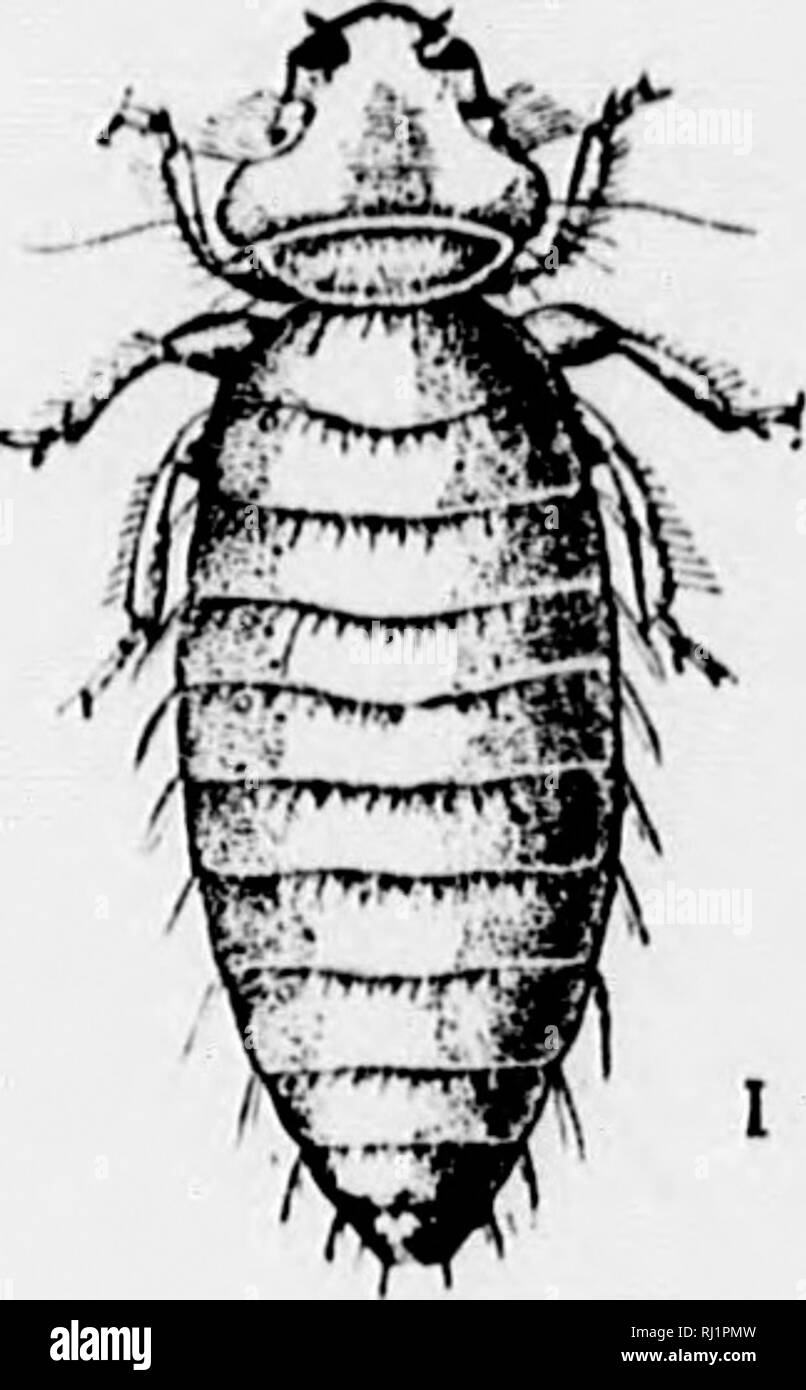 Insects affecting domestic animals [microform] : an account of the species  of importance in North America, with mention of related forms occurring on  other animals. Parasites; Insects, Injurious and beneficial; Animaux