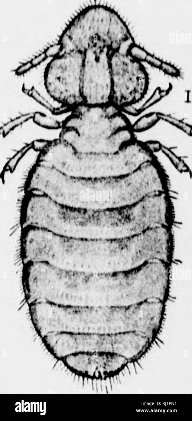 . Insects affecting domestic animals [microform] : an account of the species of importance in North America, with mention of related forms occurring on other animals. Parasites; Insects, Injurious and beneficial; Animaux domestiques; Insectes nuisibles. (Tv'tihoihclis xi-alariH TS'it/.Hcli.) This species, Mhich is a very abundant one upon cattle ami occurs the world over, api)ears to have been lirst technically described by Lininens (System. Xatura', VII, p. 1017, 5o.!)) under the name of Vedindm htH'is, and evi- dently the same species is referred to under the name of J'cdimlns lauri {Fauna I Stock Photo
