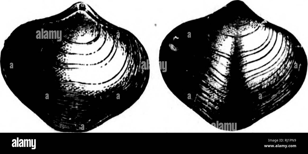 . North American geology and palaeontology for the use of amateurs, students, and scientists [microform]. Paleontology; Paleontology; Geology; PalÃ©ontologie; PalÃ©ontologie; GÃ©ologie. ^NA.âATH- ATR,] BRACHIOPODA. 335 i i , . ; juaia, Billings, 1866, Catal. Sil. Fobs. Antic, p. 46, Anticosti Gr. lamellosa, Leveille, 1835, (Spirifer lamellosus,) Mem. Geol. Soc. France, vol. 2, p. 39, Waverly Gr. lara, Billings, 1866, Catal. Sil. Foss. Antic, p. 47, Anticosti Gr. maconensi8, Swallow, 1860, (Soirigera maconensis,) Trans. St. Louis Acad. Sci. vol. 1, p. 651, Coal Meas. maia, see Spirifera mala, m Stock Photo