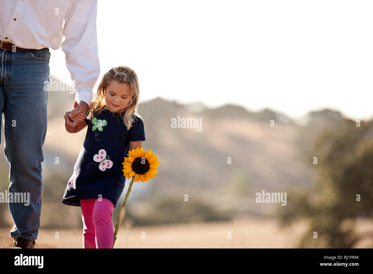 Young girl walking hand in hand with her father and carrying sunflower. Stock Photo