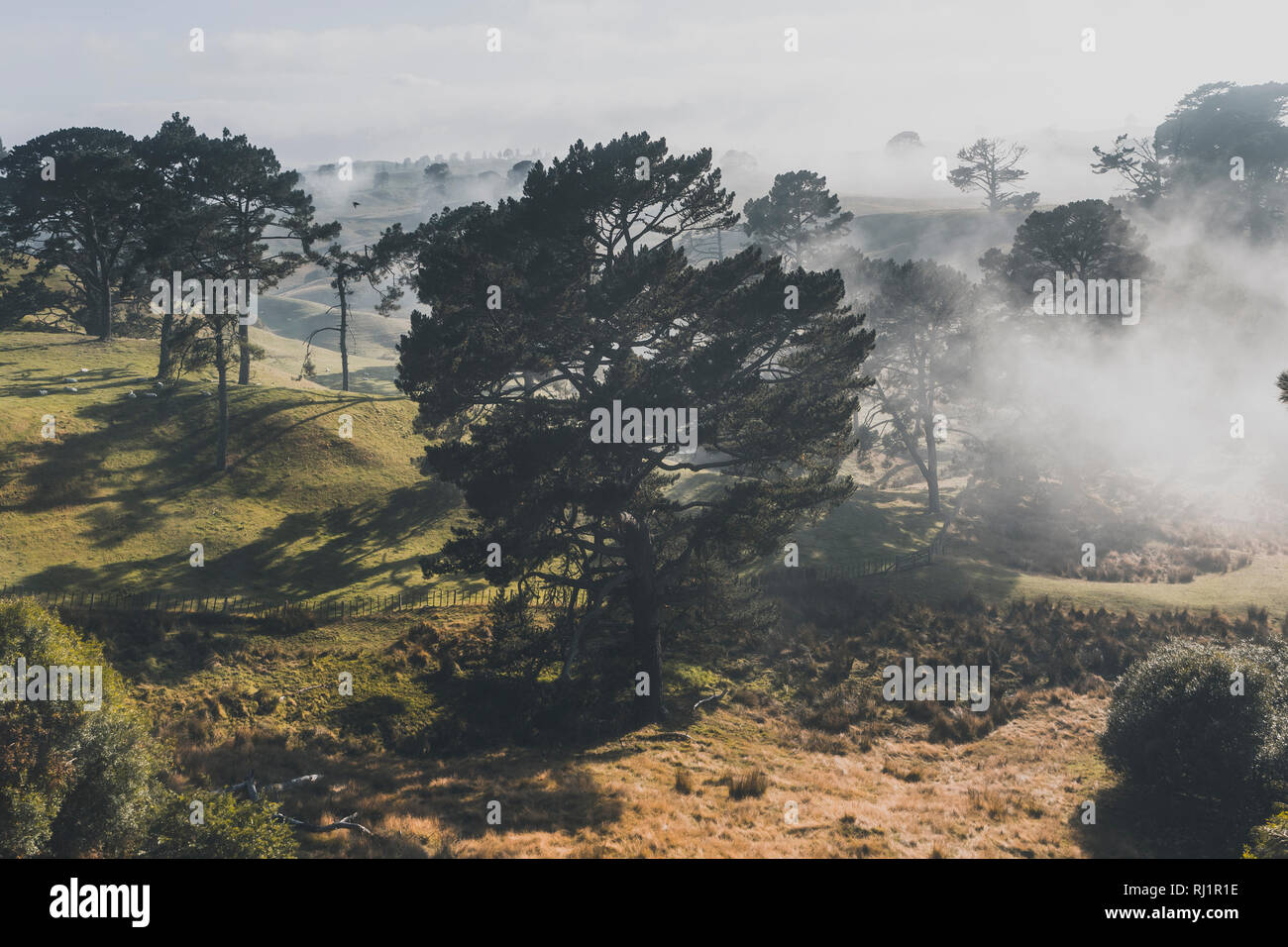 foggy Pine Forest in Hobbiton, New Zealand Stock Photo