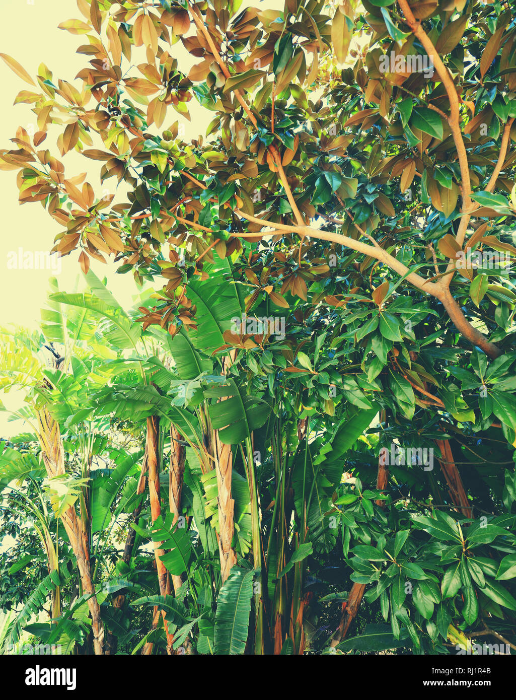 Tropical green forest Stock Photo - Alamy