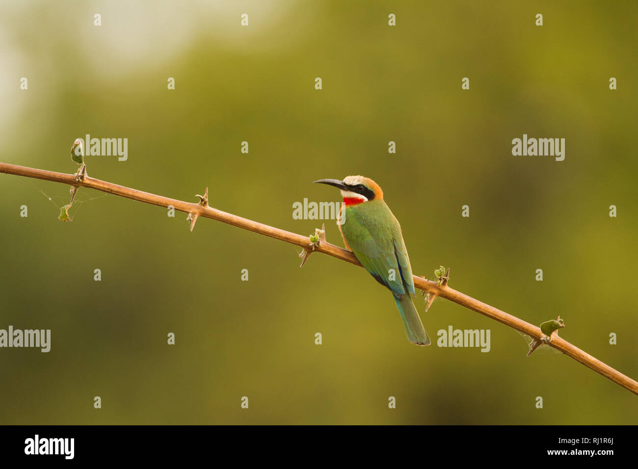 White-fronted Bee-eater in  the South Luangwa National Park (Zambia) Stock Photo