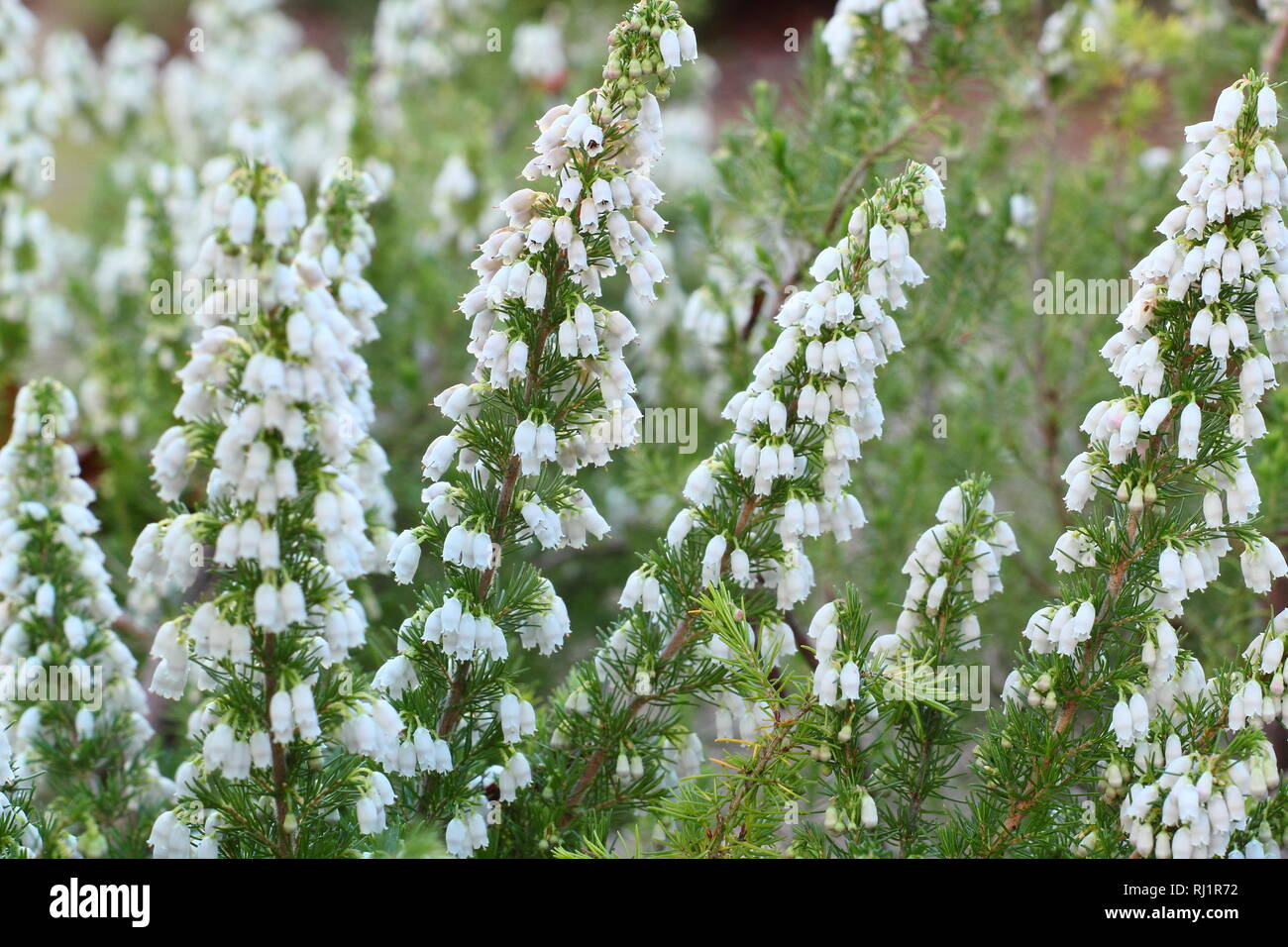 Erica lusitanica. Winter flowers of Portugal heath in a UK garden - December. AGM Stock Photo