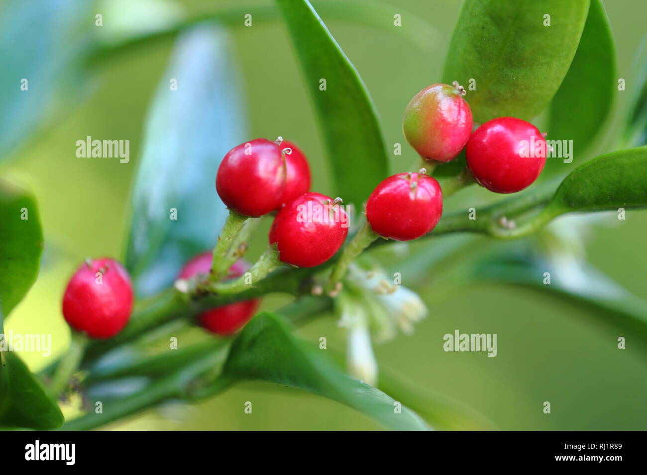 Sarcococca ruscifolia var. chinensis 'Dragon Gate' displaying flowers and berries, December, UK garden Stock Photo