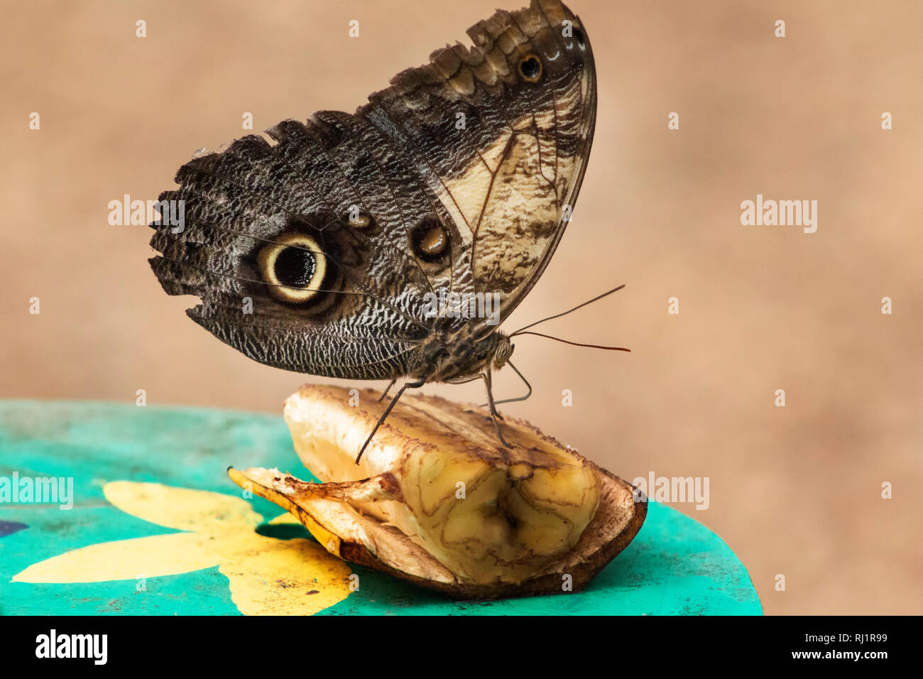 Close up of an owl butterfly Stock Photo