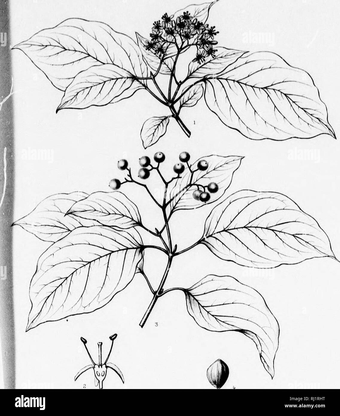 . The silva of North America [microform] : a description of the tree which grow naturally in North America exclusive of Mexico. Trees; Trees; Arbres; Arbres. CORNACEJt Iva of NorlK AiTir.iii.rt. Tab DCCiy. 'tol)«r ; it is subgloboM' U'h in dianiftrr. &quot; The iI(m1, bruadur ihiiu liigli, awn, with tliick cream- , where it is ttbundof t lisKotiri and the Indinii iiridii. thun a century ngo, is ad is perfectly hardy in timnota VaUrt, WO. ilu, IT »rl iv. 18. i&gt; liii. Iir«. Ti. 6fi0 (Planl Lift of. I'.SF-iat 1 . t OfftlUi^' . CORNUS ASPERIFOLIA, M.chx A Nit'. fr^i.r tiifi^ar ^ /rnp ./ Tan^uir Stock Photo