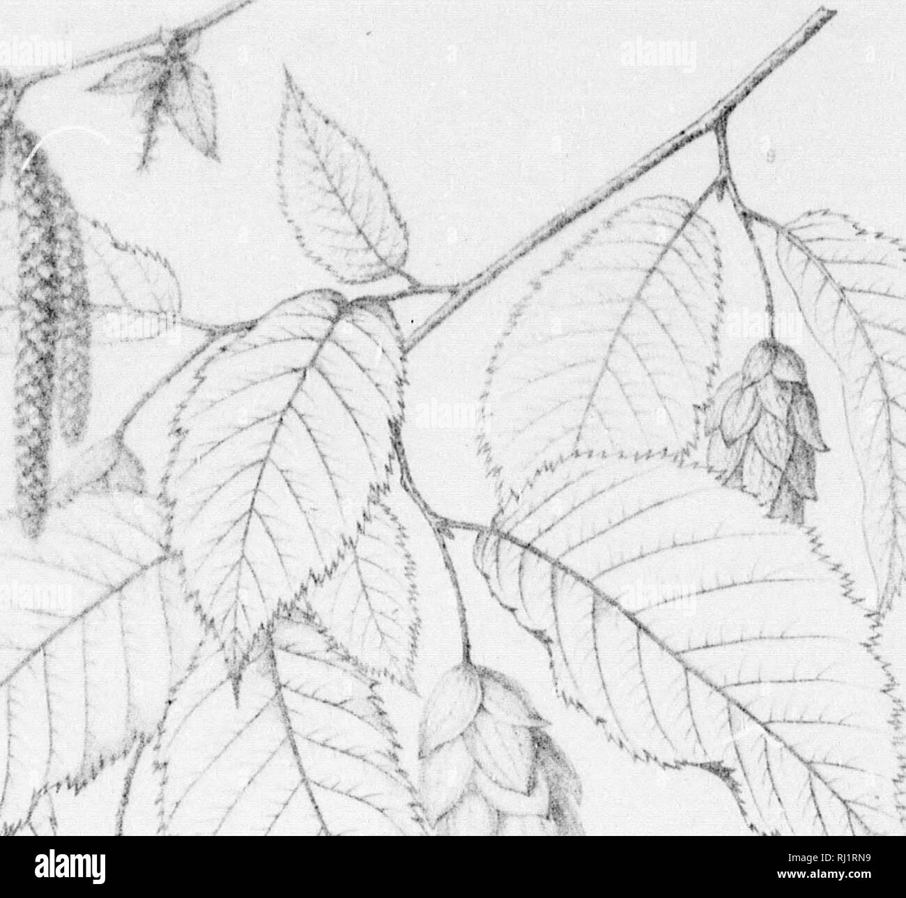 . The silva of North America [microform] : a description of the tree ...