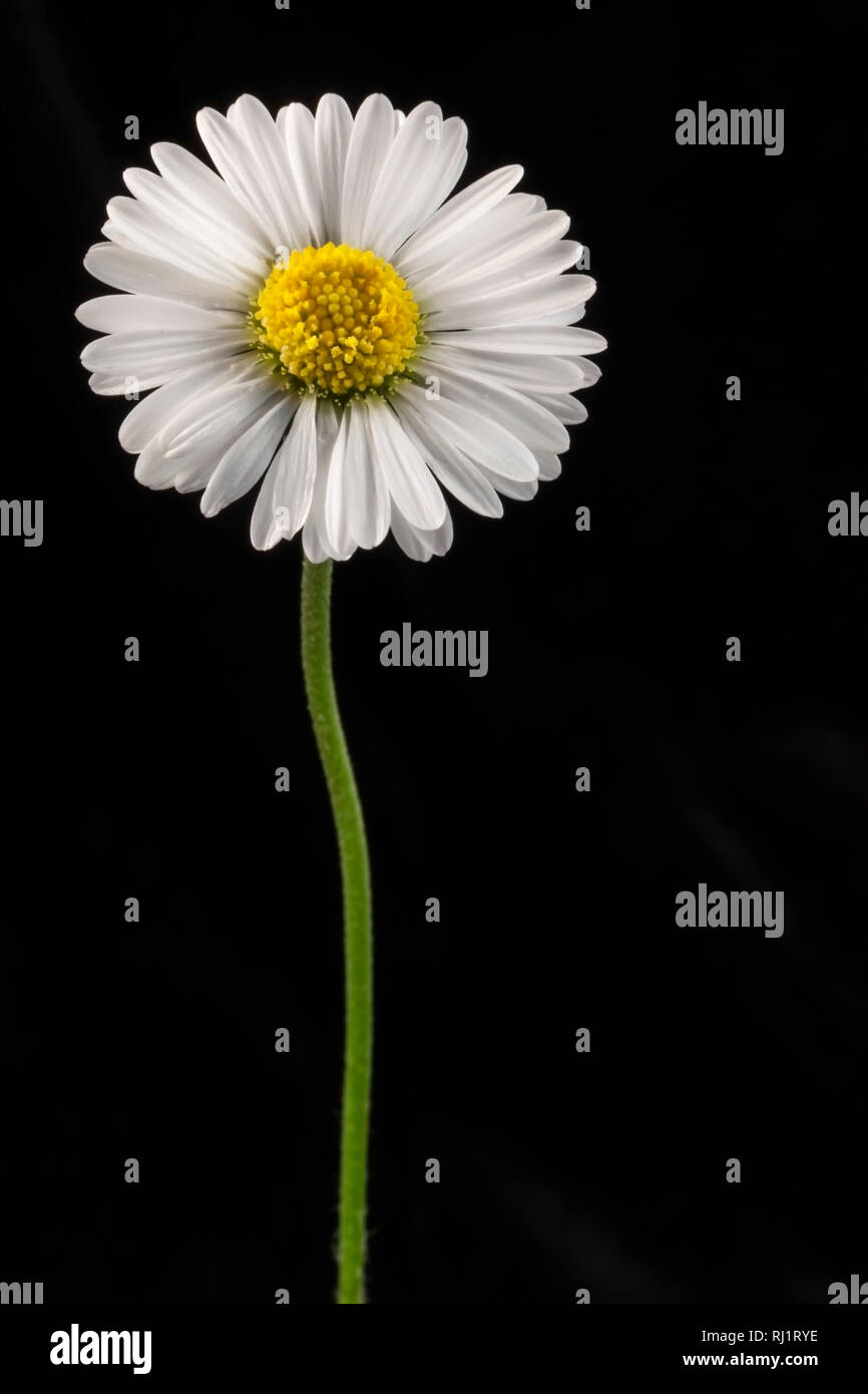 Single daisy flower set against a black background Stock Photo - Alamy
