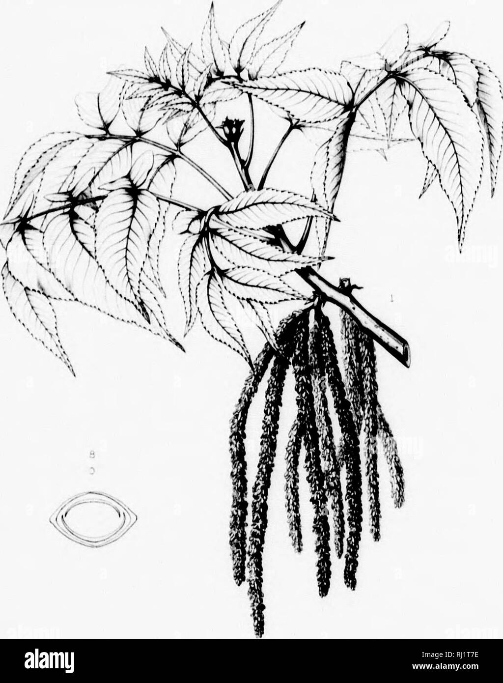 . The silva of North America [microform] : a description of the tree which grow naturally in North America exclusive of Mexico. Trees; Trees; Dicotyledons; Arbres; Arbres; DicotylÃ©dones. JUGLANDACEJJ. Silva nl M'Jtth Aiiii'iK a Tab. CCCXXXVIU Prinw â¢! Kituihiiii,', NfÂ» kii iltN-'H not Â»t'r&gt;tu It' IiaÂ«u lor*' 170V, Â«rhfÂ»a wÂ»tuÂ» uf -tnxUM Jnnn lUc MiÂ«r.Â» jiuiil thirty niilt Â»ii&gt;i ill br wM III Knjitx&quot;) ' 737).. C E Fita^-i litM r- 0)) t; HICORIA PECAN, t'li'.t JitfKeXU i A Ht.'^^fn.^ Jtr.u- ' .'&quot;U&quot; . :r-,-r,r .â ,/.-,.. ^. Please note that these images are extrac Stock Photo