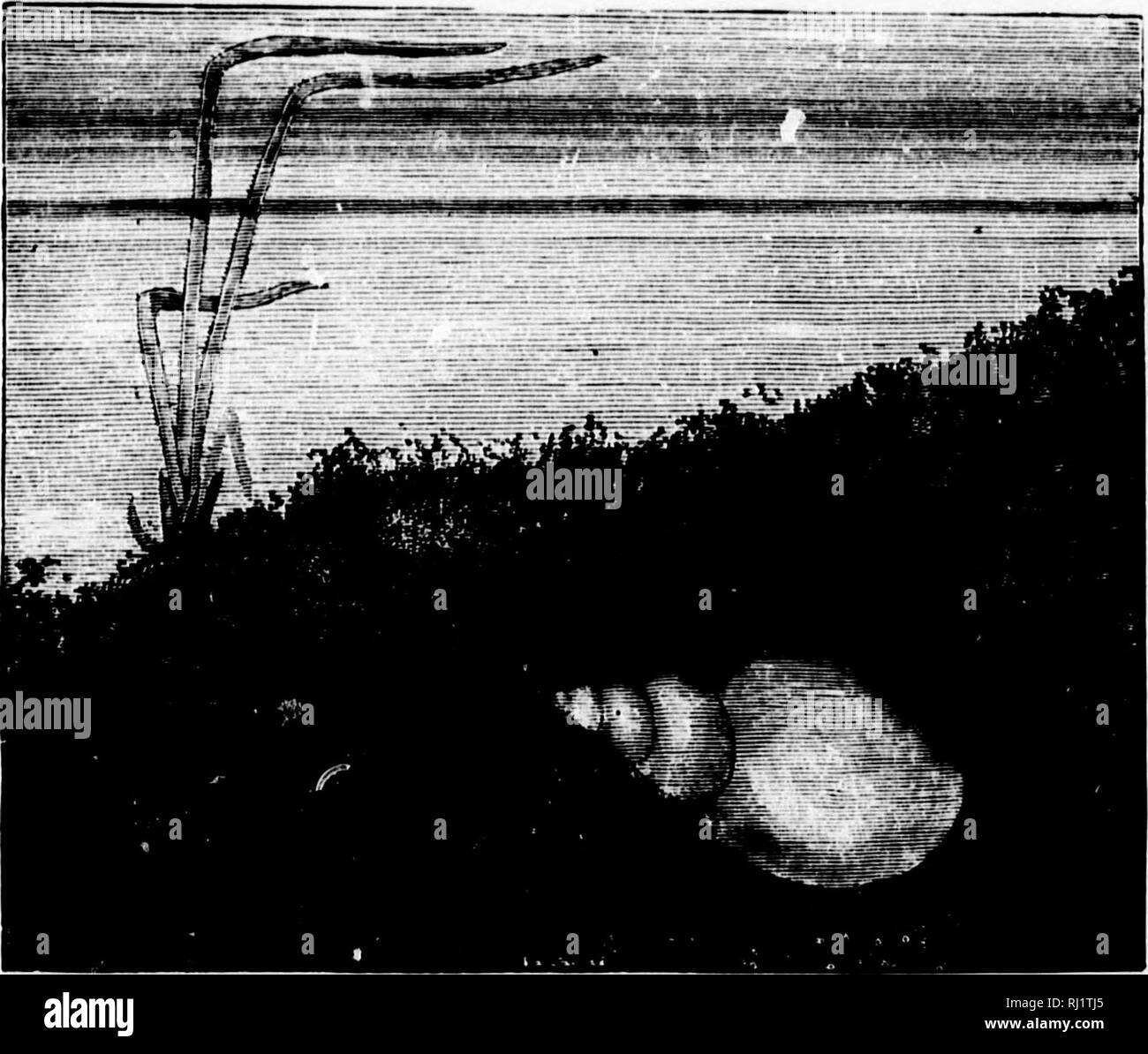 . Flashlights on nature [microform]. Insects; Plants; Insectes; Plantes. [Uiitic â weed roach d for 1 waters grow- fer and :ay by Irasites, mud- A Frozen World J 213 smeared. The really vital part of the plant at each moment is, as a rule, the top or growing shoot. Now, if the curled pond-weed were to let itself get overtaken bodily by winter, and its top branches or vigorous shoots frozen in the crust of ice which must soon coat the pond, it would be all. NO. 2.âTHE GREAT POND-SNAIL IN WINTER. Up with it. To guard against this calamity, there- fore, the plant has hit upon a dodge as clever in Stock Photo