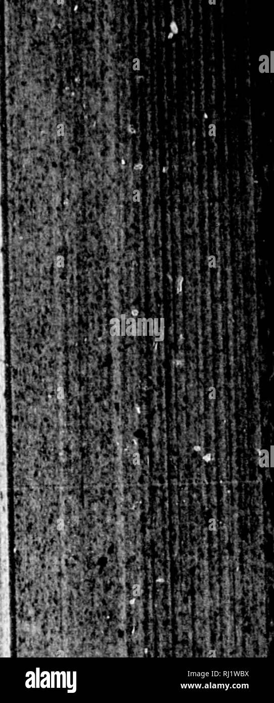 Carl robert osten sacken hires stock photography and images Alamy