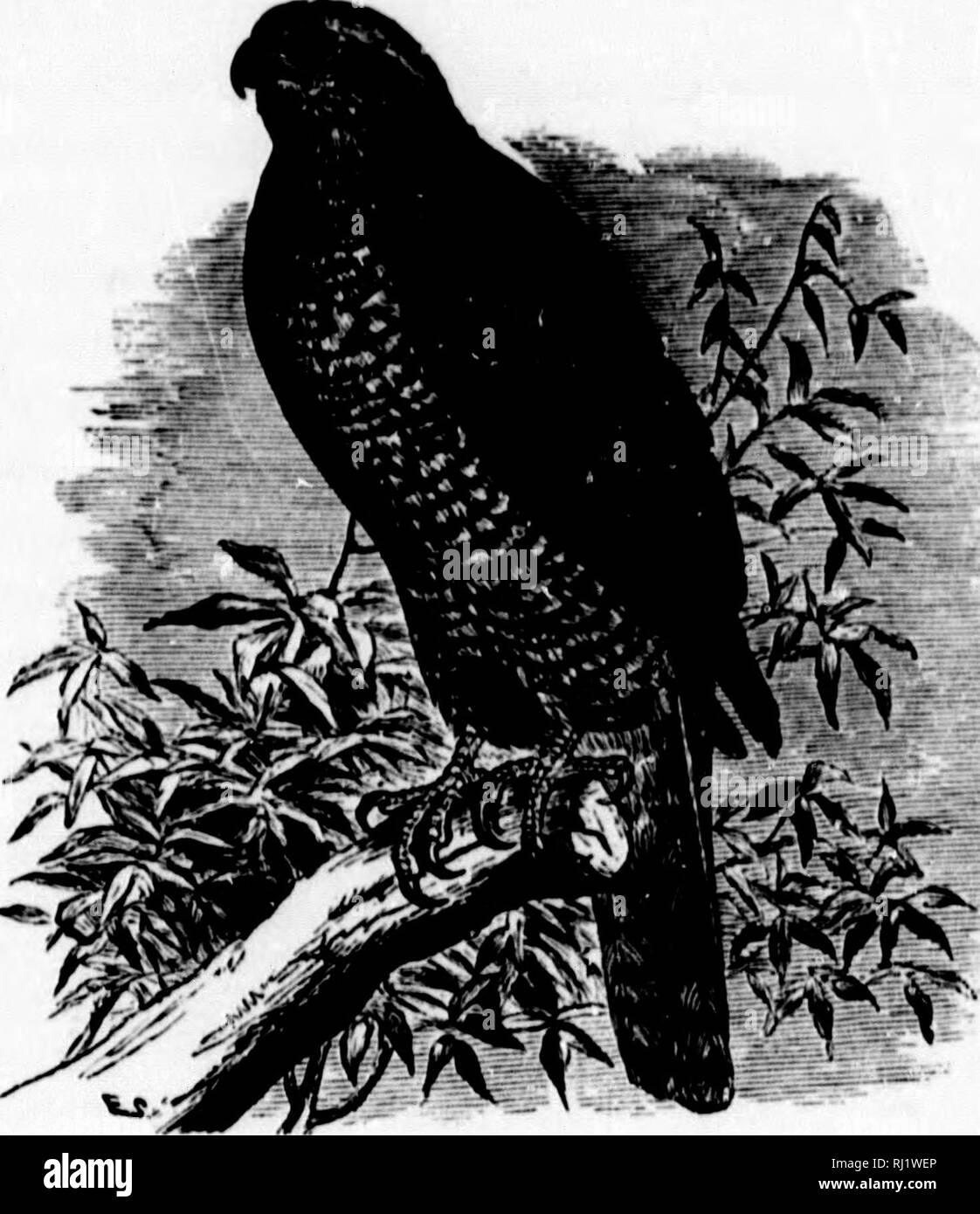 White tipped tail feathers Black and White Stock Photos & Images - Alamy