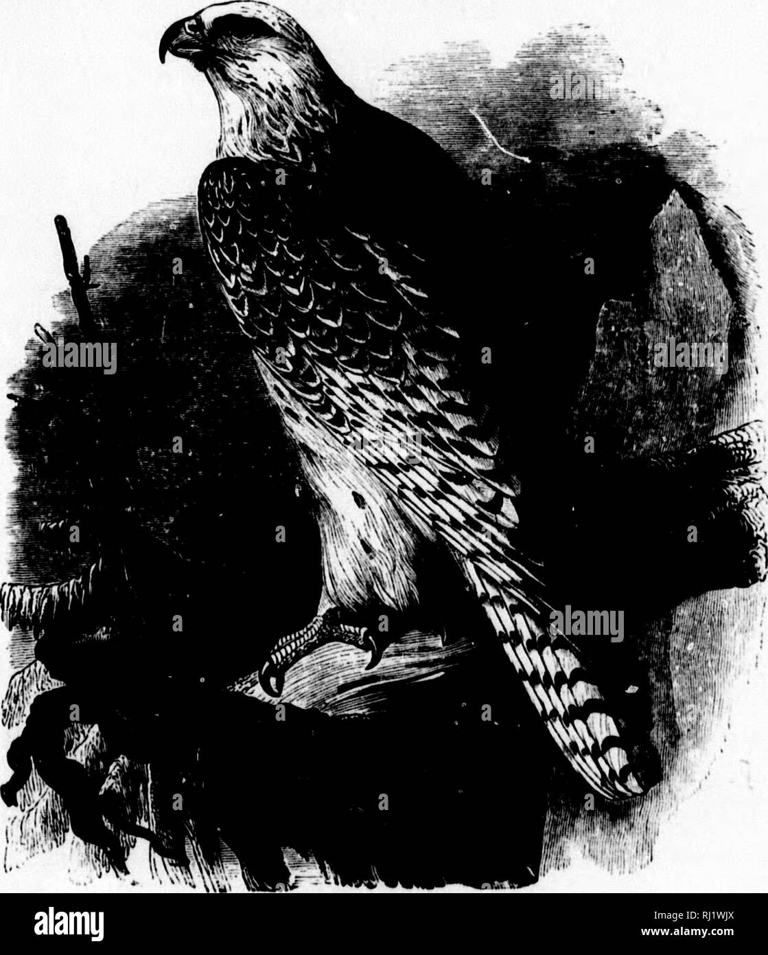 . A popular handbook of the ornithology of eastern North America [microform]. Ornithology; Ornithology; Birds; Birds; Ornithologie; Ornithologie; Oiseaux; Oiseaux. WHITE GYRFALCON. Falco islaxdus. Char. Prevailing color white, often immaculate, but usually with dark markings. Legs partially feathered. A sharp tooth near point of upper mandible ; the end of under mandible notched. Length 21 to 24 inches. AVjA Usually on a cliff; roughly made of sticks, — large dry twigs. ^S.&lt;^- 34 J ^&quot;ff o&quot;&quot; brownish, marked with reddish brown; 2.25 X 1.25. GRAY GYRFALCON. Fai.co ru.sticolus. Stock Photo