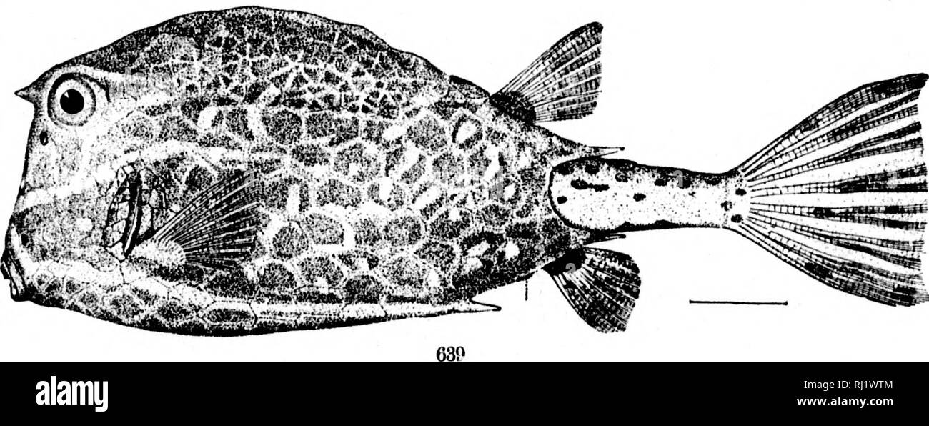 . The fishes of North and Middle America [microform] : a descriptive catalogue of the species of fish-like vertebrates found in the waters of North America, north of the Isthmus of Panama. Fishes; Fishes; Poissons; Poissons. 638. Lactophkys tkiqueter. (P. 1722.) 639. Lactoi'Hkys tkicornis. (P. 1724.). Please note that these images are extracted from scanned page images that may have been digitally enhanced for readability - coloration and appearance of these illustrations may not perfectly resemble the original work.. Jordan, David Starr, 1851-1931; Evermann, Barton Warren, 1853-1932. Washingt Stock Photo