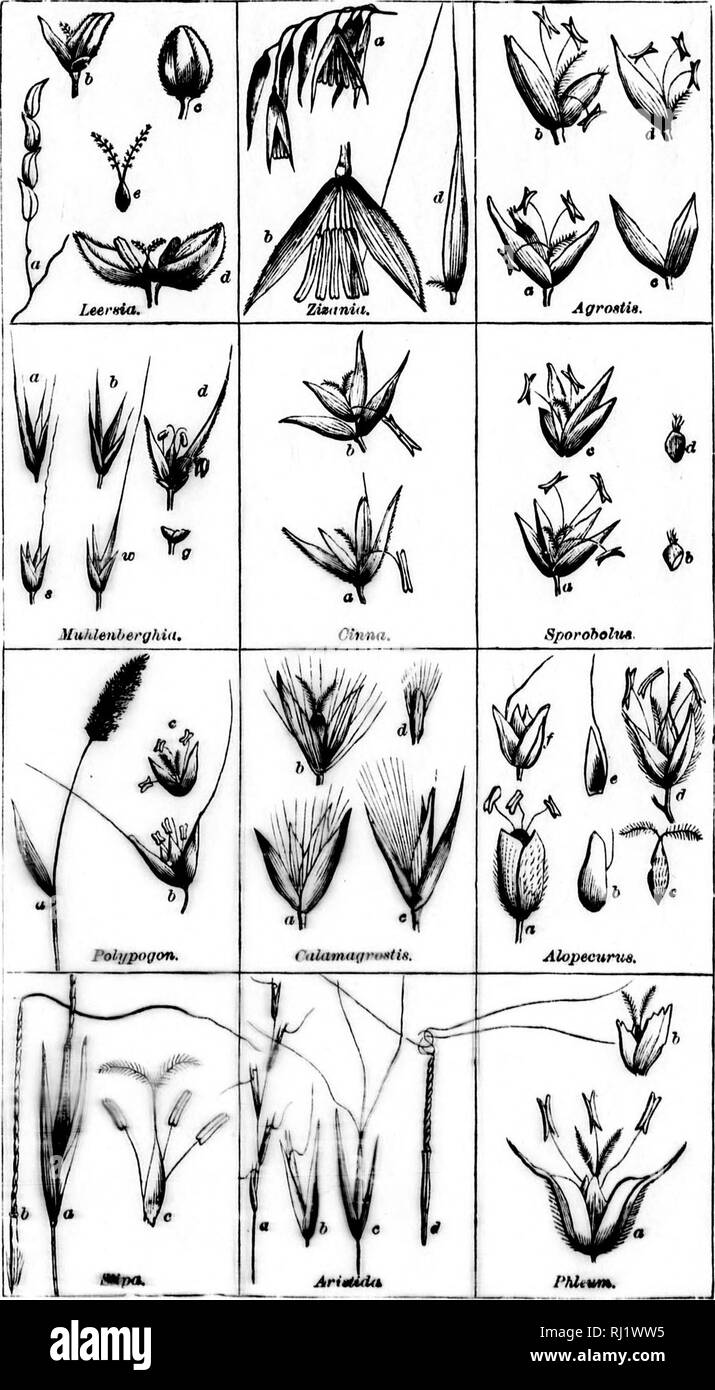 . Class-book of botany [microform] : being outlines of the structures ...