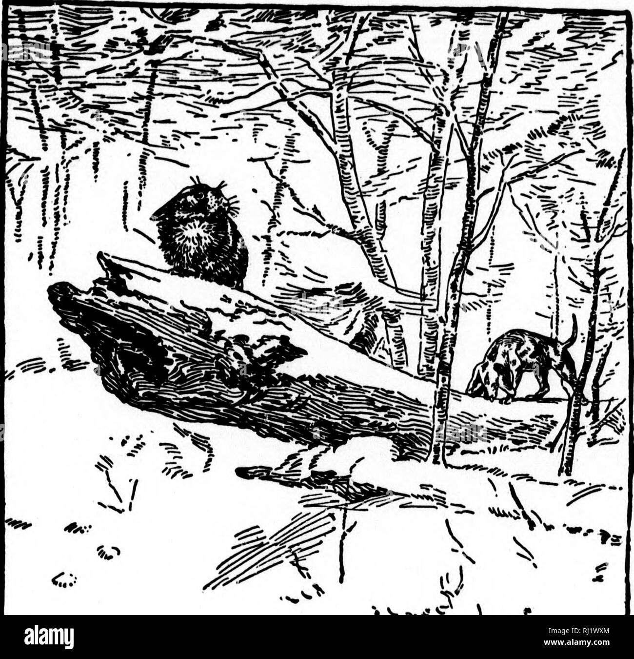 Wild animals I have known. and 200 drawings