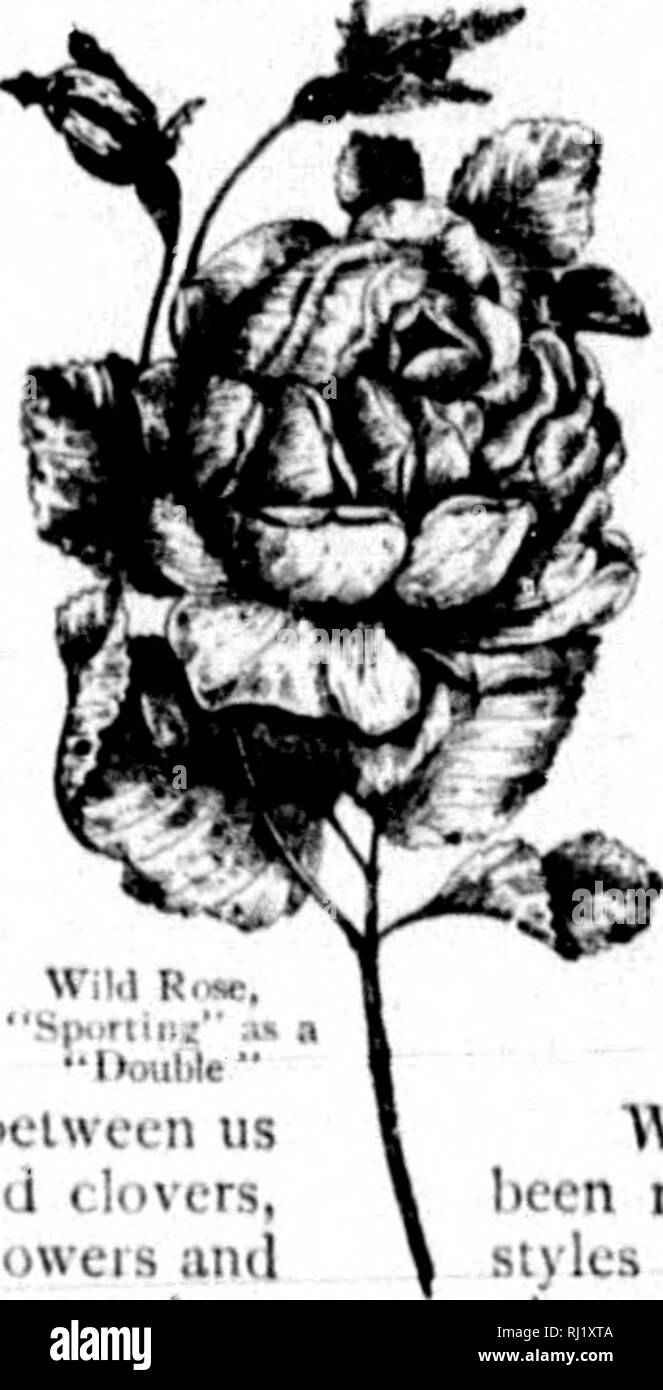 . Wild flowers of Canada [microform]. Wild flowers; Flowers; Botany; Fleurs sauvages; Fleurs; Botanique. the blossoms have arisen in doing iKcfiil work; their licauty is not mere ornamcit, but the sign and token of dnly well perfornieil. Our o]i|)ortiinity to admire the r.uli- aney and perfiiinc of a jessamine or a jiond-lily is due to the previous admiration of uneounted wiiij;ed attendants. If a winsome maid adorns he'sclf witli a wreath from the garden, and c-r- ries a I&gt;osy gatliered at tlie brookside, it is for the second time that their charms are impressed into service; for the tlowe Stock Photo