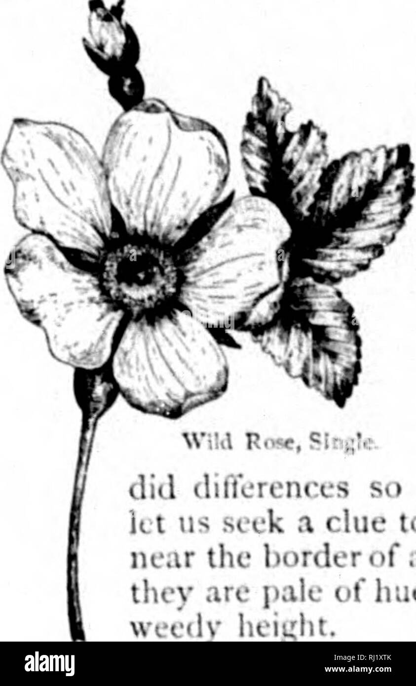 . Wild flowers of Canada [microform]. Wild flowers; Flowers; Botany; Fleurs sauvages; Fleurs; Botanique. Ill u. the blossoms have arisen in doing iKcfiil work; their licauty is not mere ornamcit, but the sign and token of dnly well perfornieil. Our o]i|)ortiinity to admire the r.uli- aney and perfiiinc of a jessamine or a jiond-lily is due to the previous admiration of uneounted wiiij;ed attendants. If a winsome maid adorns he'sclf witli a wreath from the garden, and c-r- ries a I&gt;osy gatliered at tlie brookside, it is for the second time that their charms are impressed into service; for th Stock Photo