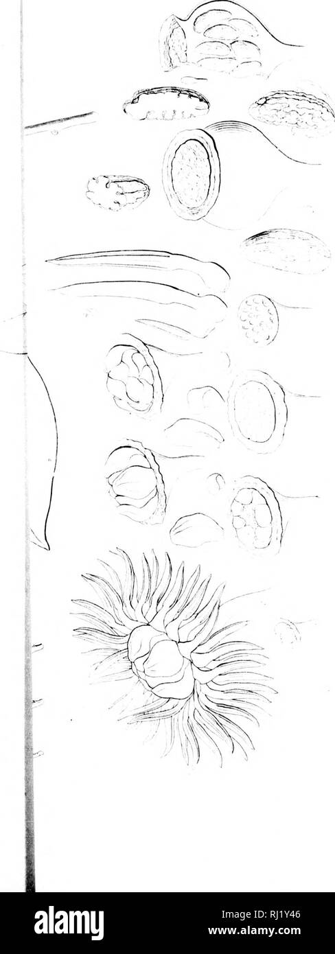 . The miscellaneous botanical works of Robert Brown [microform] : vol. III, atlas of plates. Botany; Botany; Botanique; Botanique. &quot;Mm IS t. ^. Please note that these images are extracted from scanned page images that may have been digitally enhanced for readability - coloration and appearance of these illustrations may not perfectly resemble the original work.. Brown, Robert, 1773-1858; Bennett, John J. (John Joseph), 1801-1876; Ray Society (London, England). London : Published for the Ray Society by R. Hardwicke Stock Photo