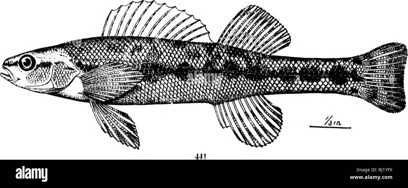 . The fishes of North and Middle America [microform] : a descriptive catalogue of the species of fish-like vertebrates found in the waters of North America, north of the Isthmus of Panama. Fishes; Fishes; Poissons; Poissons. 439. Hadkopterus guntheri. (P. 1033.) 440. HAOKOl'TERrs KV11)E8. (P. 1036.) 441. HaDROI'TERUS 8CIEUU8. (P. 1037.) '^-^^'^wn^w^vw'f^^'. Please note that these images are extracted from scanned page images that may have been digitally enhanced for readability - coloration and appearance of these illustrations may not perfectly resemble the original work.. Jordan, David Starr Stock Photo