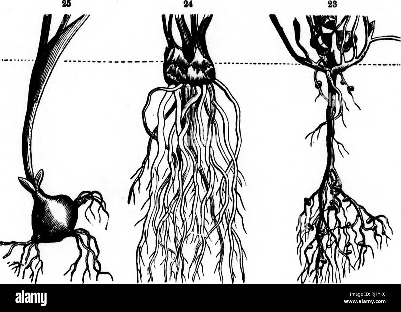 Fibrous root Black and White Stock Photos & Images - Alamy