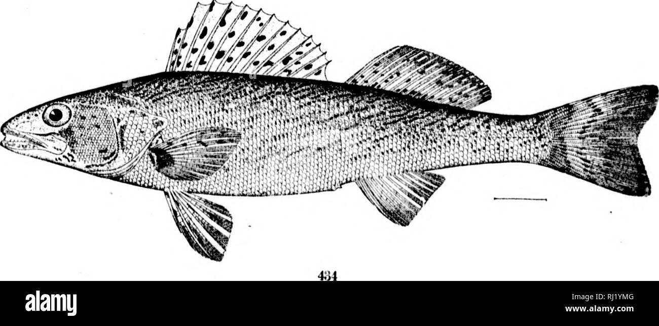 . The fishes of North and Middle America [microform] : a descriptive catalogue of the species of fish-like vertebrates found in the waters of North America, north of the Isthmus of Panama. Fishes; Fishes; Poissons; Poissons. 483((. 433. Stizostedion vii.&lt;&lt;ei:m, (P. 1021.) 433a. Tail op Stizostkdion vitreum. (P. 1021.) 434. Stizostedion canauense. (P. 1022.) frv'^AiTii^&quot;'**** '^â ^iw,.^'Â»m^^:^i^'''W- â. Please note that these images are extracted from scanned page images that may have been digitally enhanced for readability - coloration and appearance of these illustrations may not  Stock Photo