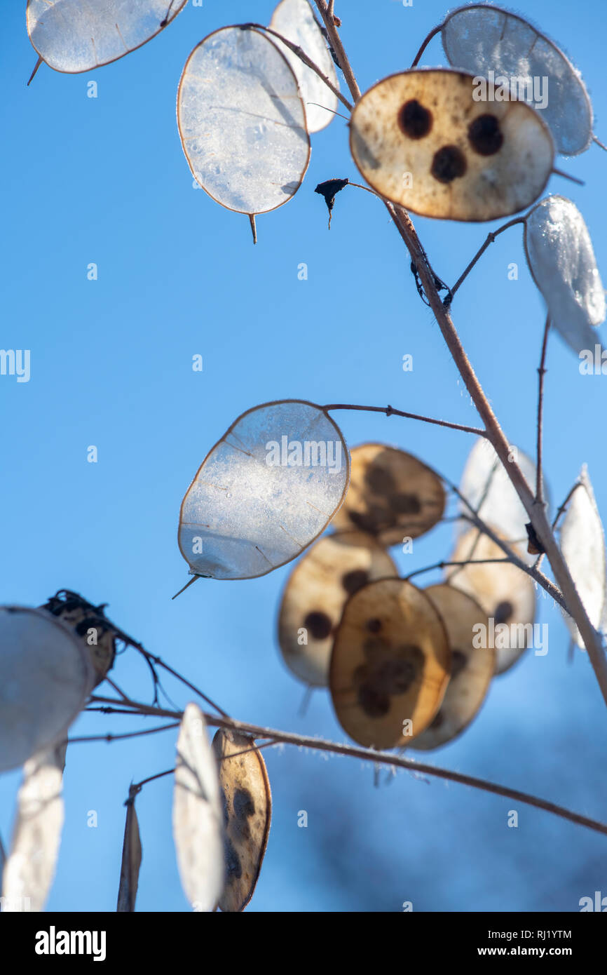 Lunaria annua. Honesty flower seed pods in winter against a blue sky. UK Stock Photo