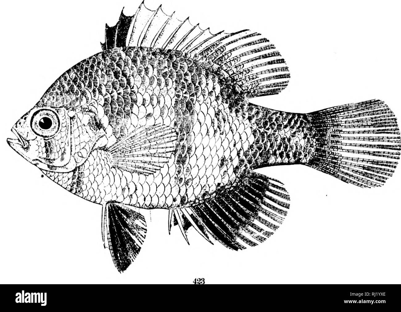 . The fishes of North and Middle America [microform] : a descriptive catalogue of the species of fish-like vertebrates found in the waters of North America, north of the Isthmus of Panama. Fishes; Fishes; Poissons; Poissons. 422. Enneacantiius gloriosus. (P. 993.) 423. Mkso(;onistius CH.ktodon. (P. 995.). Please note that these images are extracted from scanned page images that may have been digitally enhanced for readability - coloration and appearance of these illustrations may not perfectly resemble the original work.. Jordan, David Starr, 1851-1931; Evermann, Barton Warren, 1853-1932. Wash Stock Photo