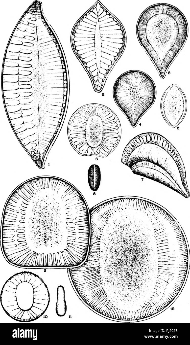 . Diatomaceæ of North America [microform] : illustrated with twenty-three hundred figures from the author's drawings on one hundred and twelve plates. Diatoms; Algae; Diatomées; Algues. I'Ihi. iai. ^^1 I I ' ^1 :li i 'if* h ii 1 i 11 t) ^-^n. Please note that these images are extracted from scanned page images that may have been digitally enhanced for readability - coloration and appearance of these illustrations may not perfectly resemble the original work.. Wolle, Francis, 1817-1893. Bethlehem, Pa. : Comenius Press Stock Photo
