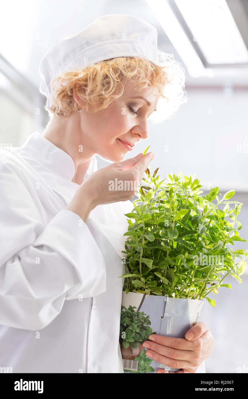 Confident blond chef smelling fresh mint leaf in kitchen at restaurant Stock Photo