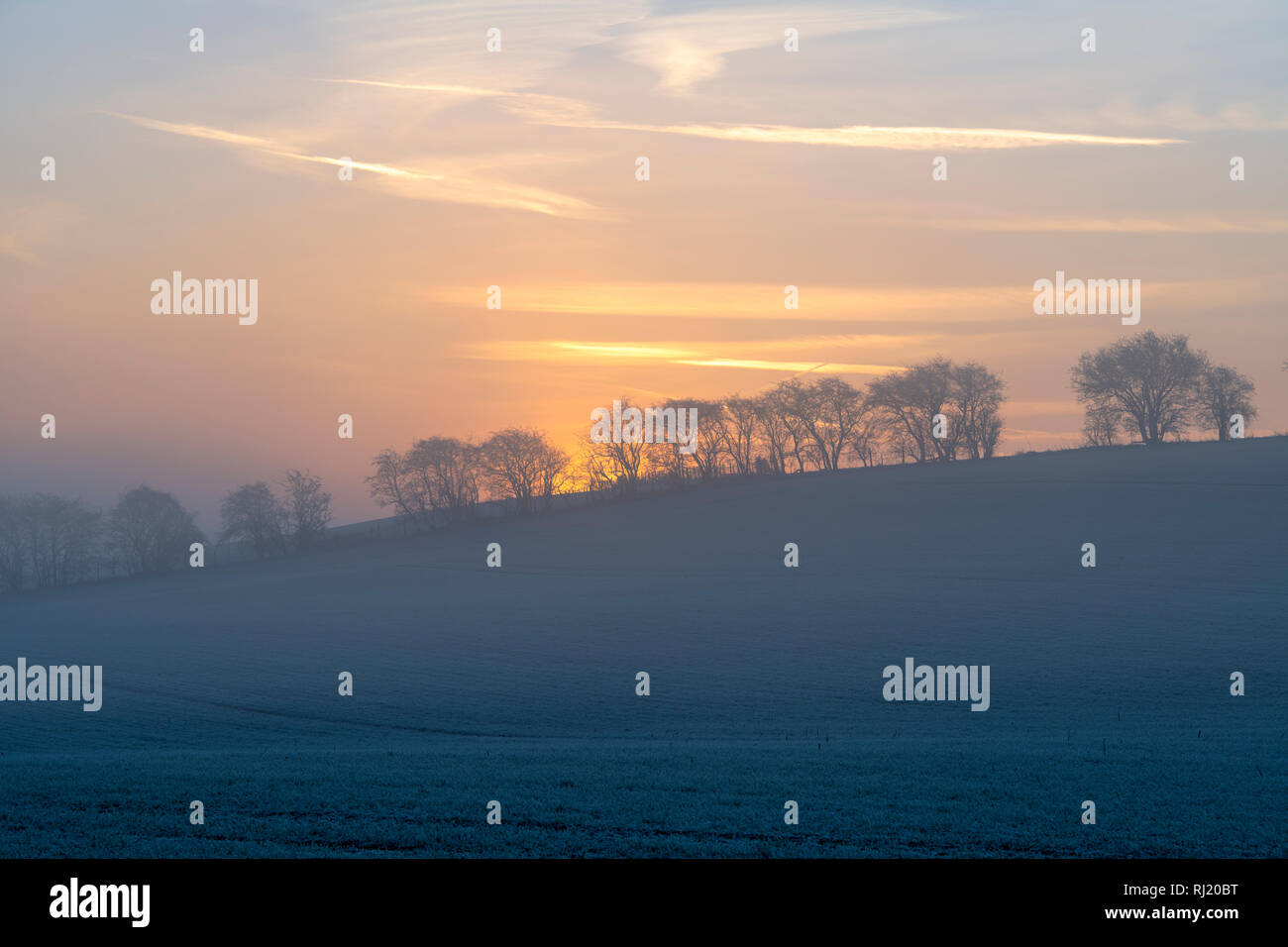 Line of misty winter trees at sunrise in the frost near the cotswold village of Swinbrook, Cotswolds, Oxfordshire, England Stock Photo