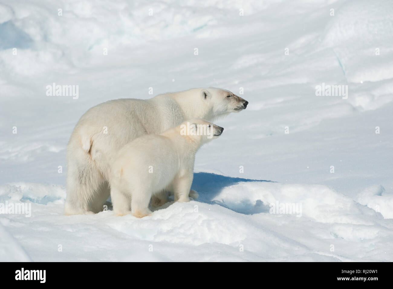 Polar Bear, Ursus maritimus, Mother with Cub, North East Greenland Coast, Greenland, Arctic Stock Photo