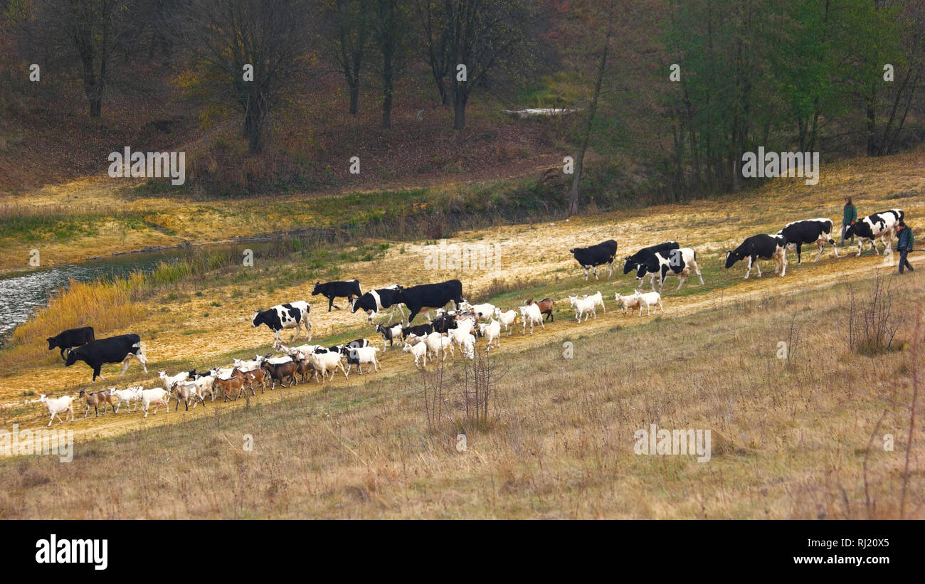 Cows walking river field cow hi-res stock photography and images - Alamy