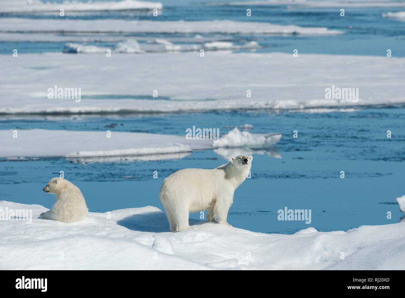 Polar Bear, Ursus maritimus, Mother with Cub, North East Greenland Coast, Greenland, Arctic Stock Photo