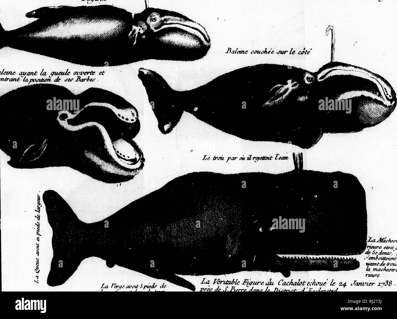 A E Ae A A A A A A A E Za E A ªa Black And White Stock Photos Images Alamy