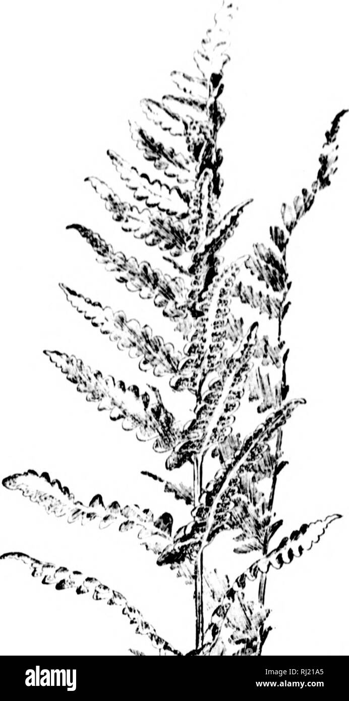 . How to know the ferns [microform] : a guide to the names, haunts, and habits of our common ferns. Ferns; Fougères. I.IKF. JUNU luls stand :. Aj;ain. A};aiii, al luxuri- jiuls liav- )inm()n in juntains. er of the prc- rice-piniuite ; ited; fnti/- , is distin- nd by the seen satis- lass, there shing this arf state, wet places, lewhat chaffy t base, nearly -ovate, upper irply thorny- d ; inifitsiinn. PLATt XXlX 7 m ^. Please note that these images are extracted from scanned page images that may have been digitally enhanced for readability - coloration and appearance of these illustrations may  Stock Photo