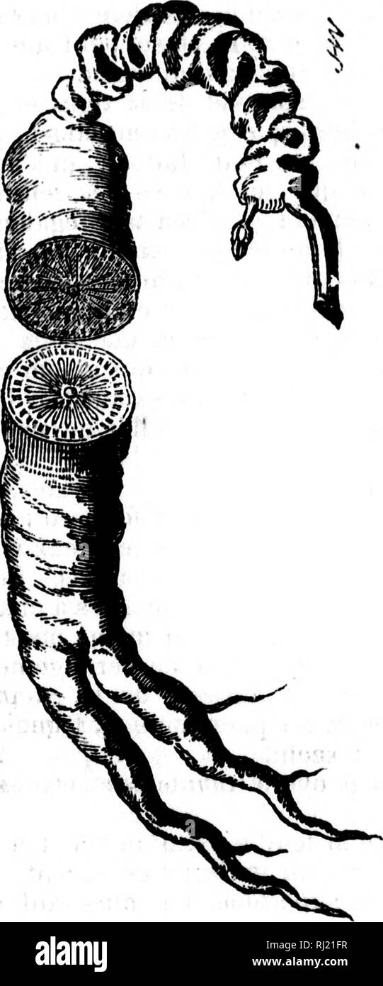 . MÃ©moire prÃ©sentÃ© Ã Son Altesse Royale Mgr. le duc d'OrlÃ©ans, rÃ©gent de France [microforme] : concernant la prÃ©cieuse plante du gin-seng de Tartarie dÃ©couverte en AmÃ©rique. Lafitau, Joseph FranÃ§ois, 1687-1746; Lafitau, Jospeh FranÃ§ois, 1687-1746; Ginseng; Botanique; Ginseng; Botany. i 20 â r' m â¢ ? I ^ Â» au contraire se distribuent en deu.v ou trois branches. Alors ils ne reprÃ©sentent pas mal le corps d'un homme depuis la ceinture en bas, ce qui lui a fait donner le nom de Gin-seng ou de Garent- o^uen. Le collet de la racine est un tissu tortueux de nÅuds oÃ¹ sont imprimÃ©s obliq Stock Photo