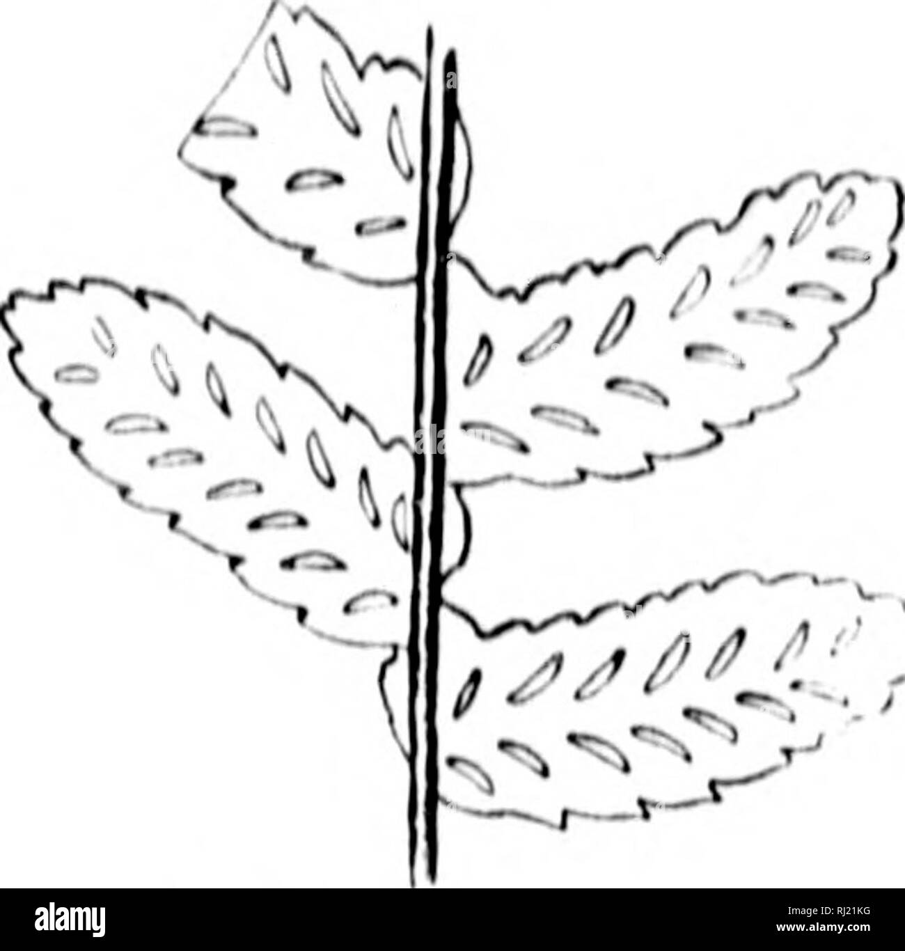 . How to know the ferns [microform] : a guide to the names, haunts, and habits of our common ferns. Ferns; Fougères. If CiHiiVV V MR nil AN!) SlIKIir FKONDS I FAF-I IKI AM) MMII AK . SI'OKANr.lA IN I INI AK (»K (illlONC, IKlUl-lKrrS 28. EBONY SPLEENWORT //V&quot;/,;/////// ,'/itnrii»i (./. pliilyiuio ,&gt;ti) Maine t(» I'lorida and westward, dii rocks and liill-sidcs. Nine l(» i'ij^liii( n inches Iii.v;li, with l)laikisli and sliiiuni; stalks. J-yonds. Uprijj^ht, narrowly ohiantiolate, fertile fronds niiK h the taller, onee-pinnale ; f^huuc nsually alti'rnali-, oblong, I'lnely tootlu'd. the ba Stock Photo
